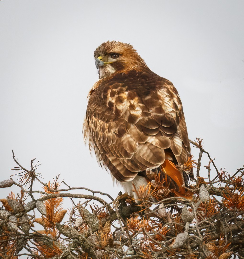Red-tailed Hawk - ML546773541