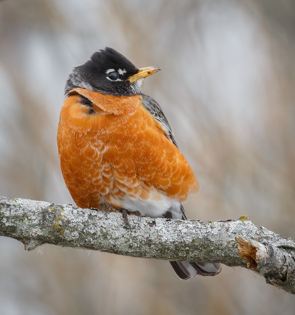American Robin - ML546773571