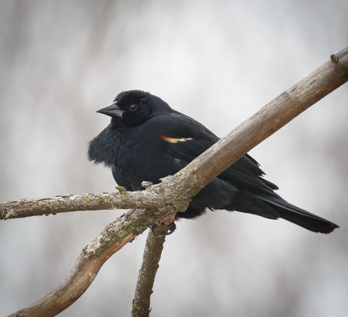 Red-winged Blackbird - ML546773651