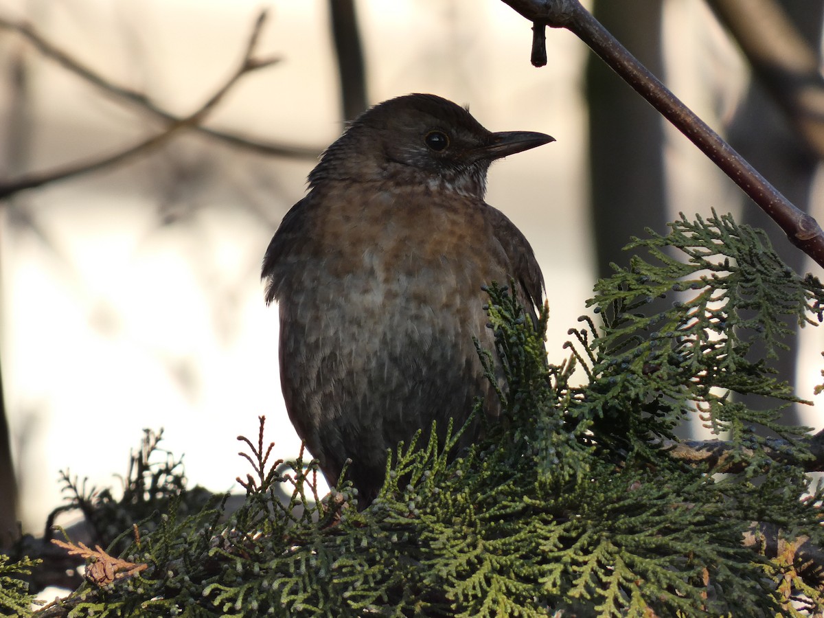 Eurasian Blackbird - ML546774281