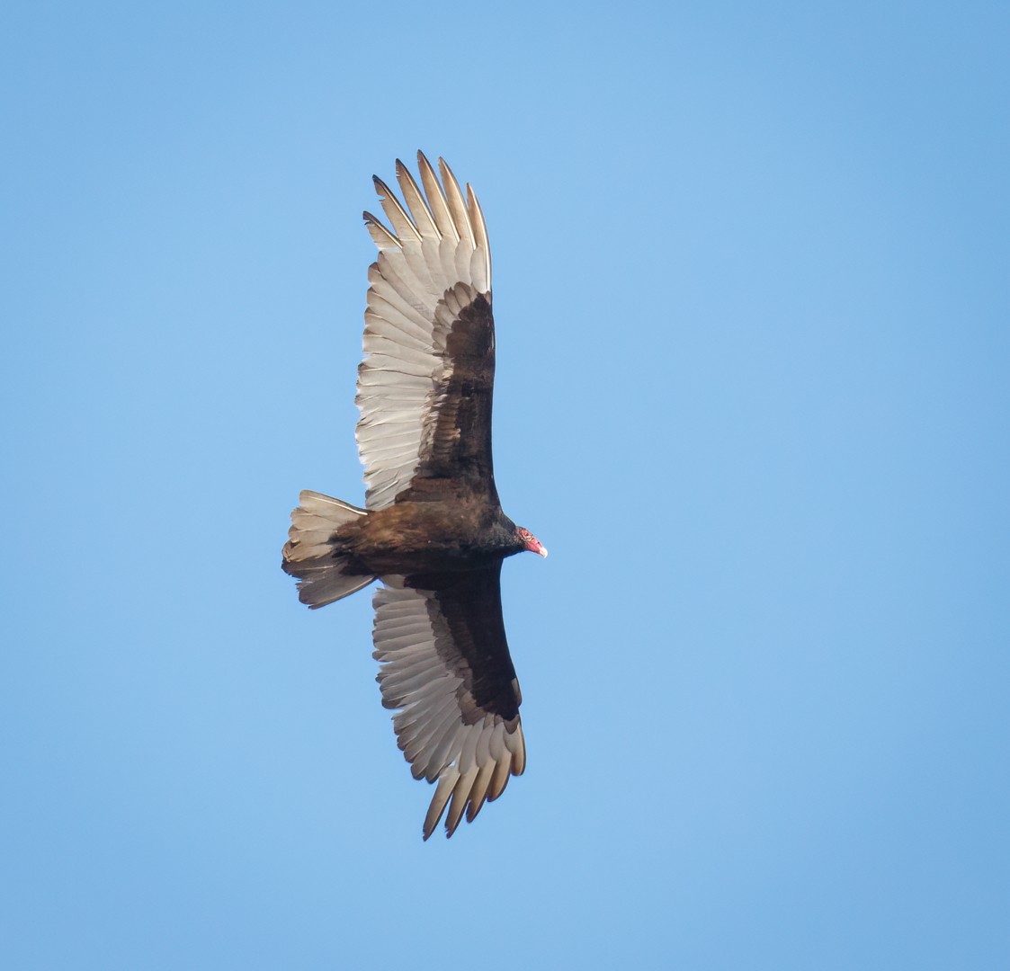 Turkey Vulture - ML546774571