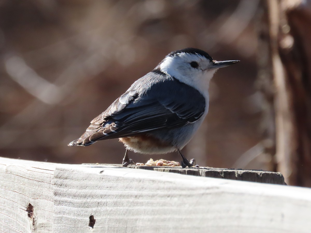 White-breasted Nuthatch - ML546774631