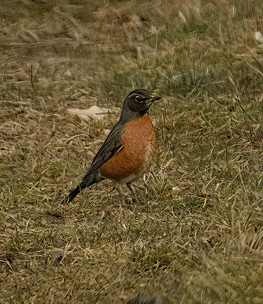 American Robin - ML546775431