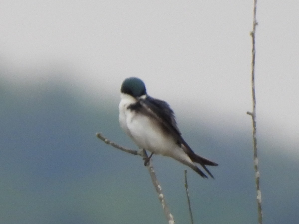 Tree Swallow - ML546776091