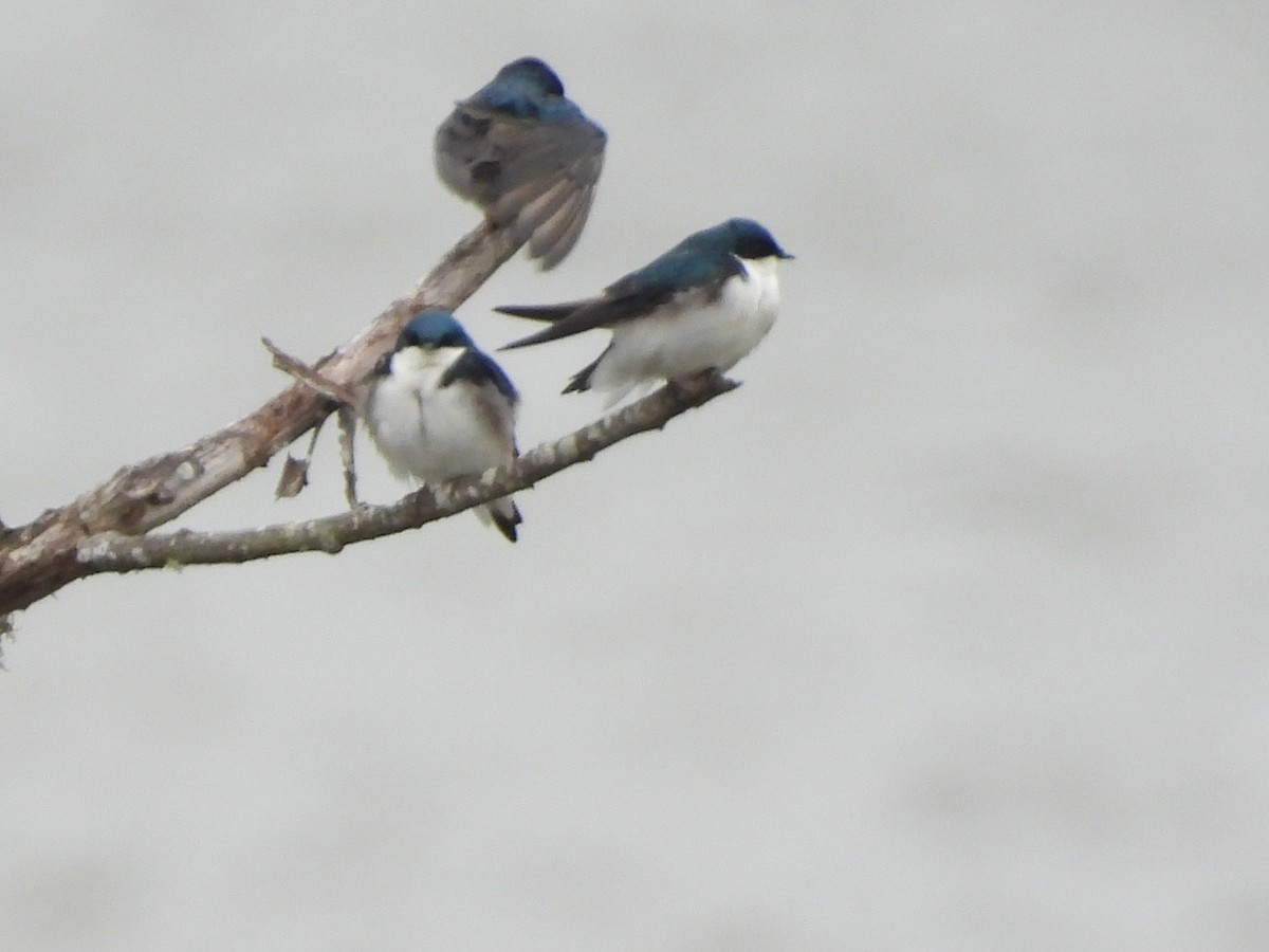 Golondrina Bicolor - ML546776121