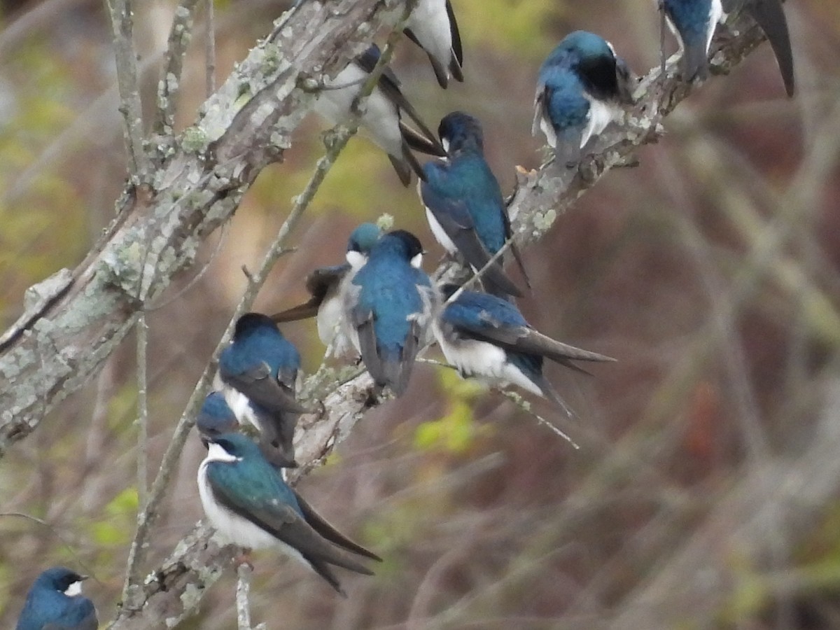 Golondrina Bicolor - ML546776161