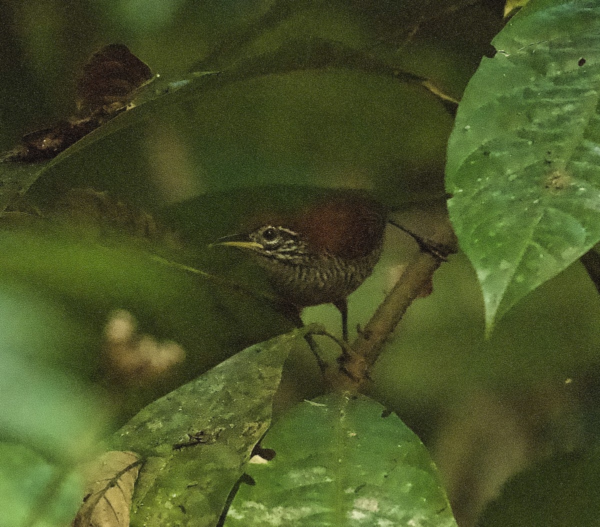 Riverside Wren - ML546776631