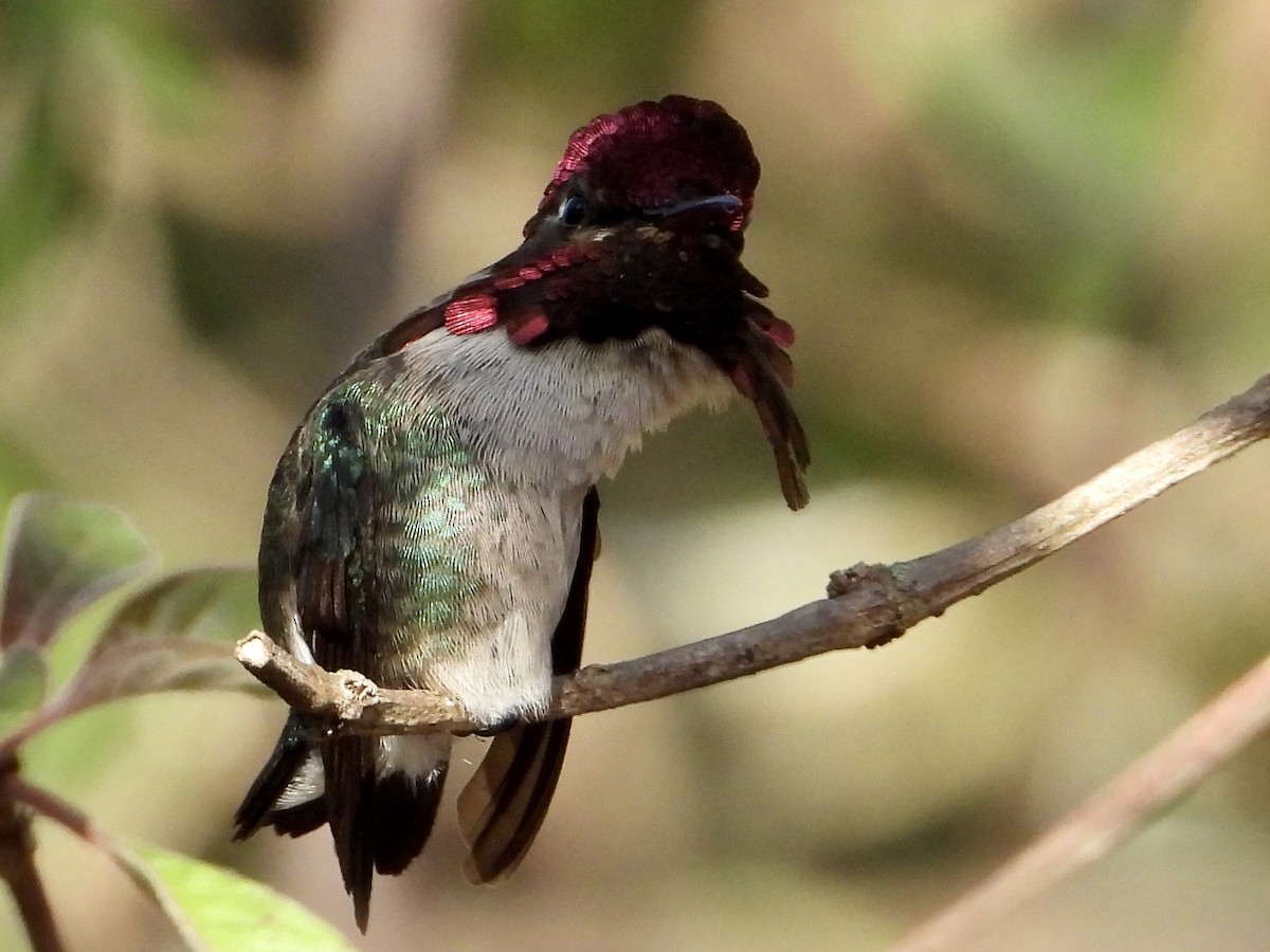 Bee Hummingbird - ML546777171