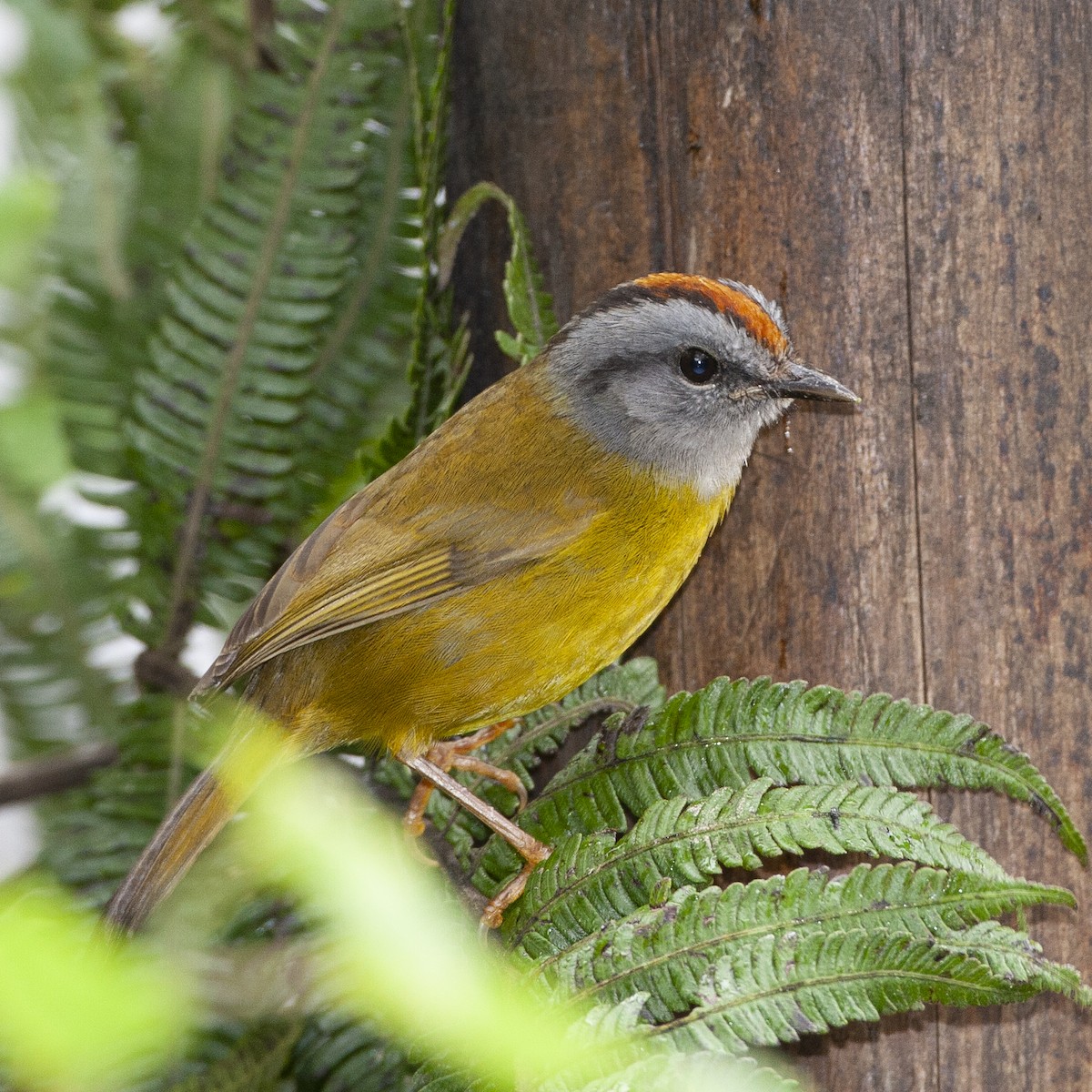 Russet-crowned Warbler - ML546777941