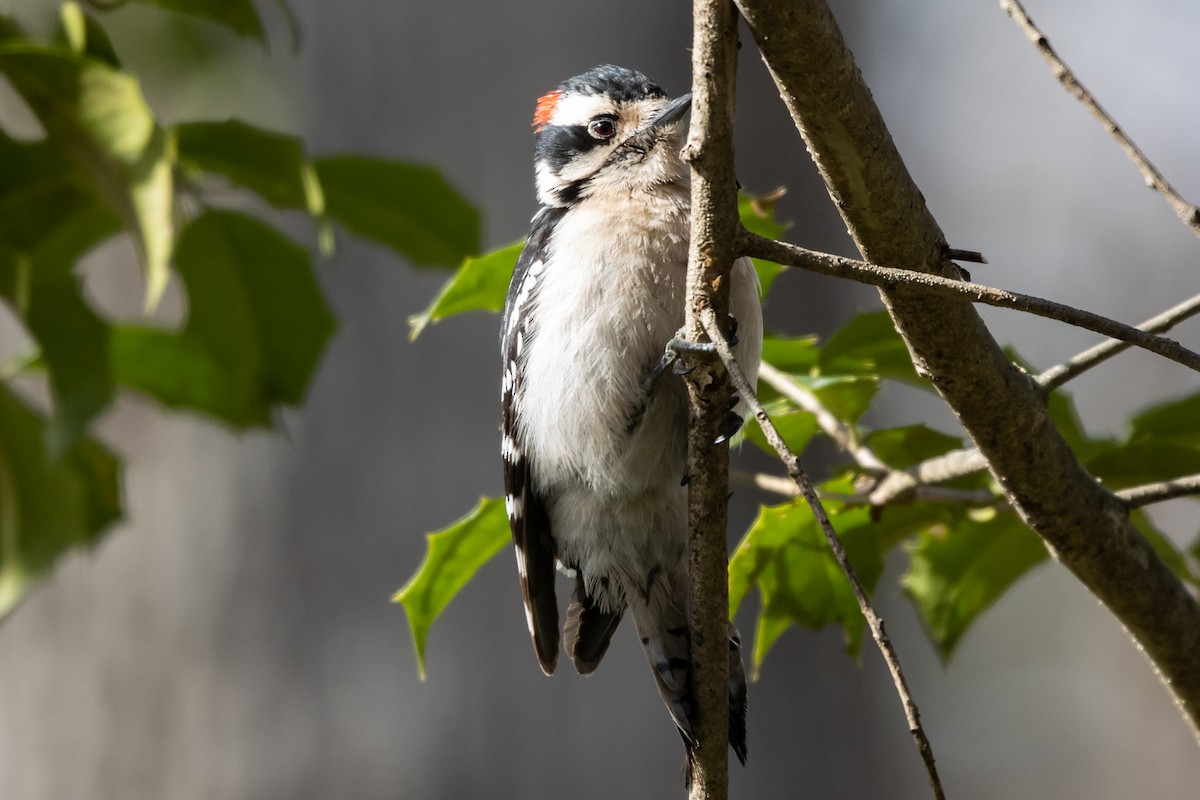 Downy Woodpecker - ML546777951