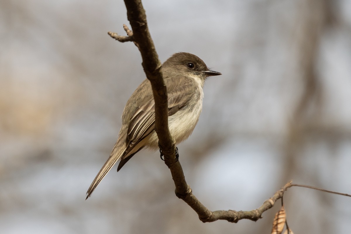 Eastern Phoebe - ML546778081