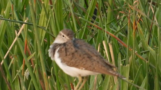 Common Sandpiper - ML546778291