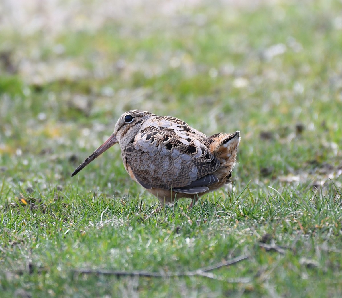 American Woodcock - ML546778631