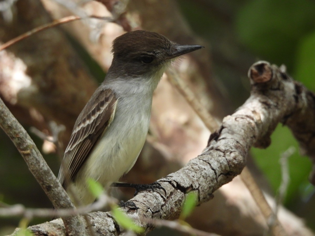 La Sagra's Flycatcher - william gray