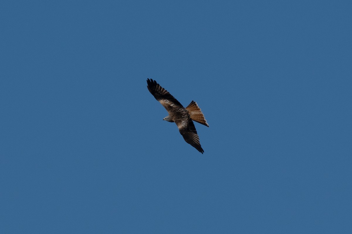 Red Kite - ML546779201