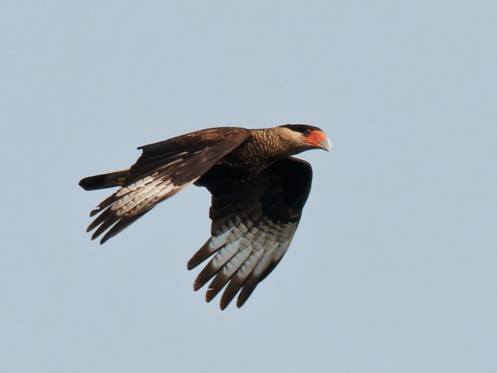 Crested Caracara (Southern) - ML546779251