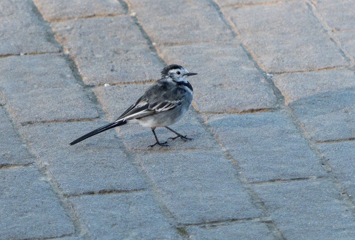 White Wagtail (British) - ML546779531