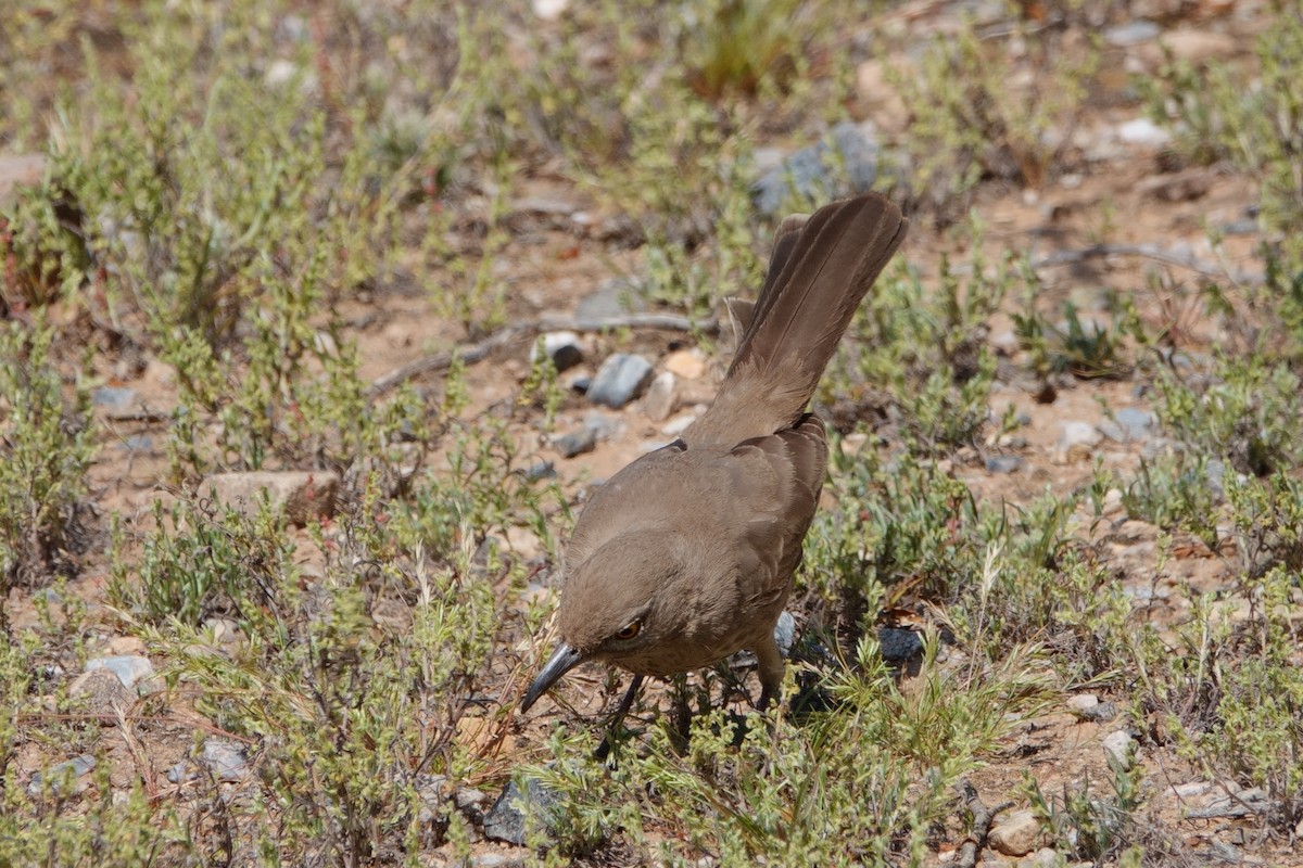 Bendire's Thrasher - Merle Nisly