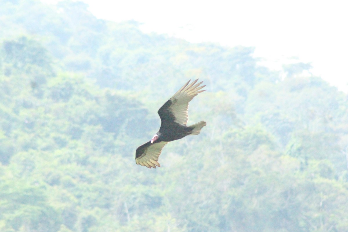 Turkey Vulture - Daniel de Jesus Garcia León