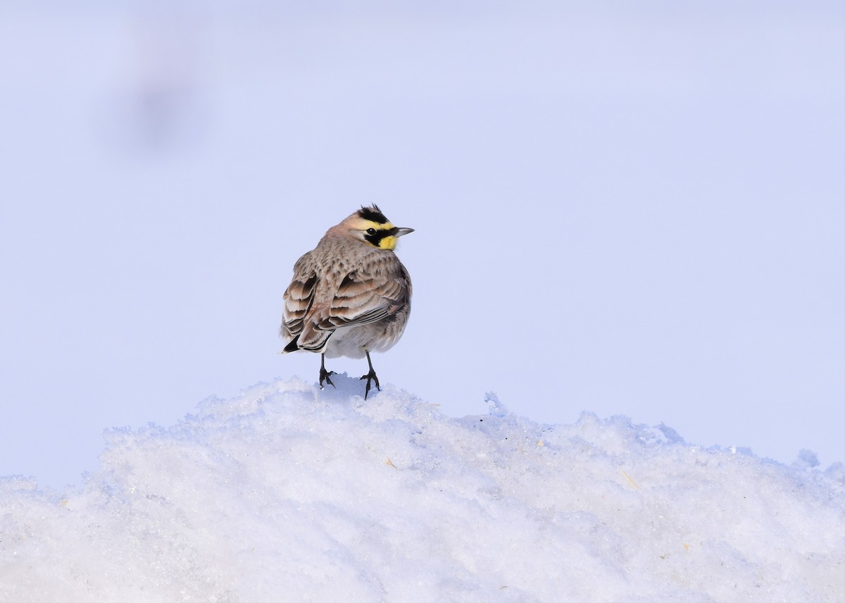 Horned Lark - ML546780471