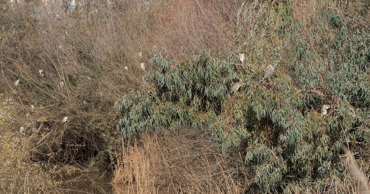 Black-crowned Night Heron - ML546780891