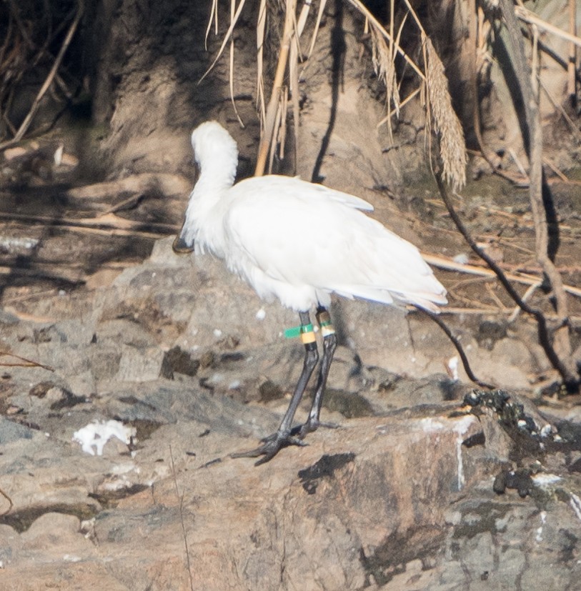 Eurasian Spoonbill - ML546781321