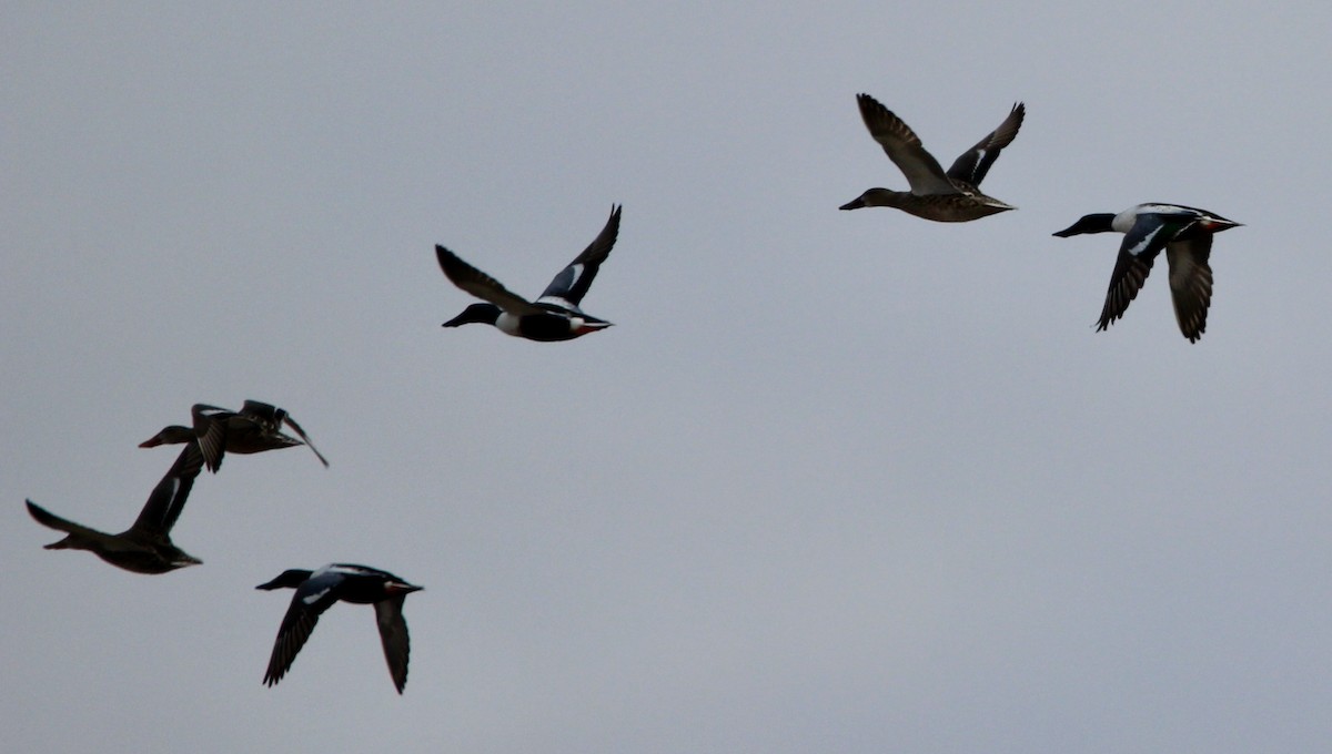 Northern Shoveler - ML546781511