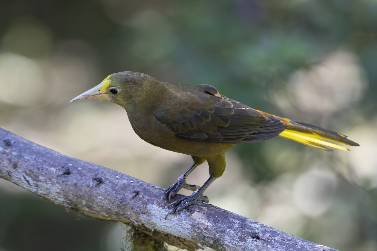 Dusky-green Oropendola - ML546781641