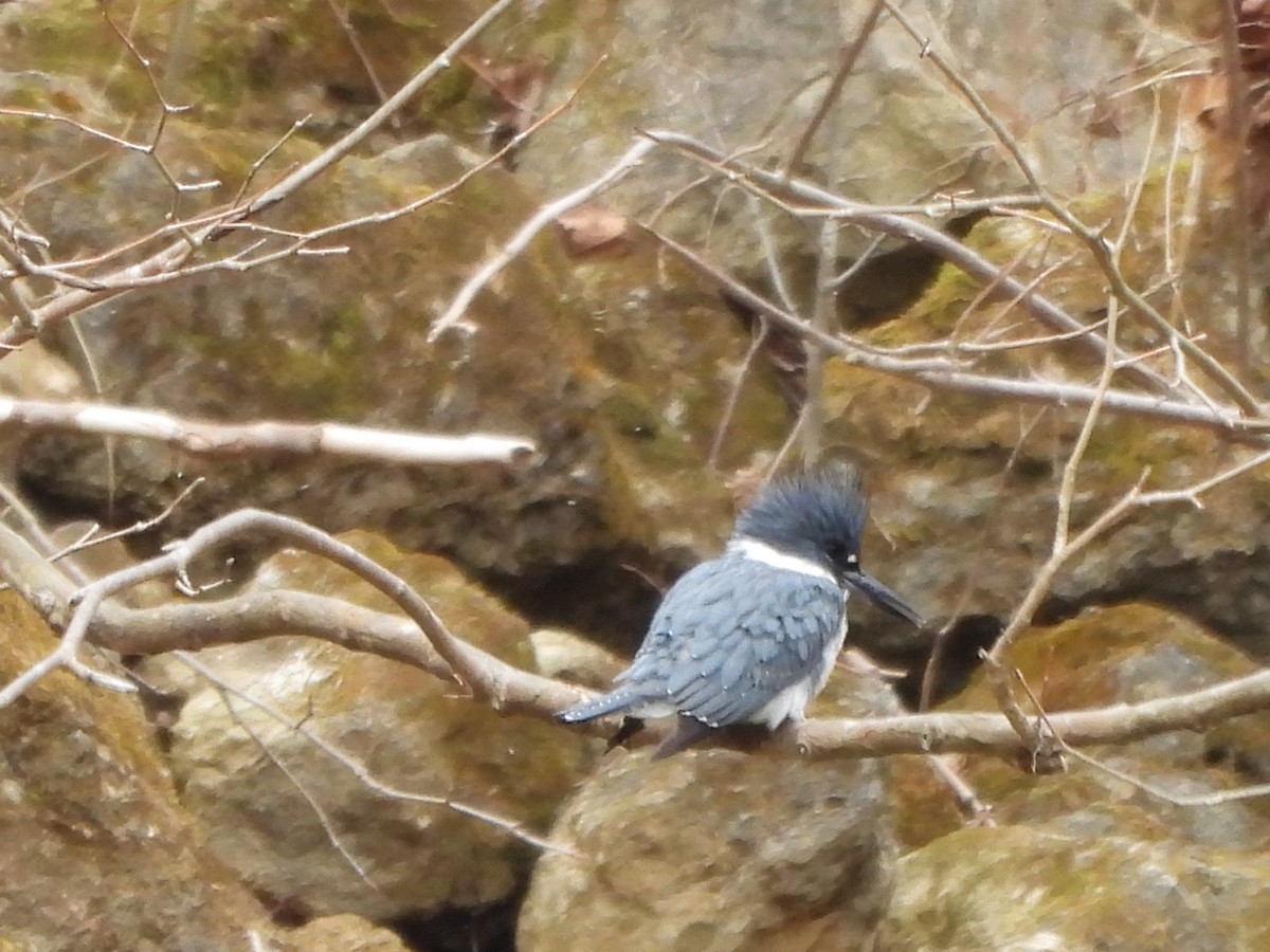 Belted Kingfisher - ML546783141