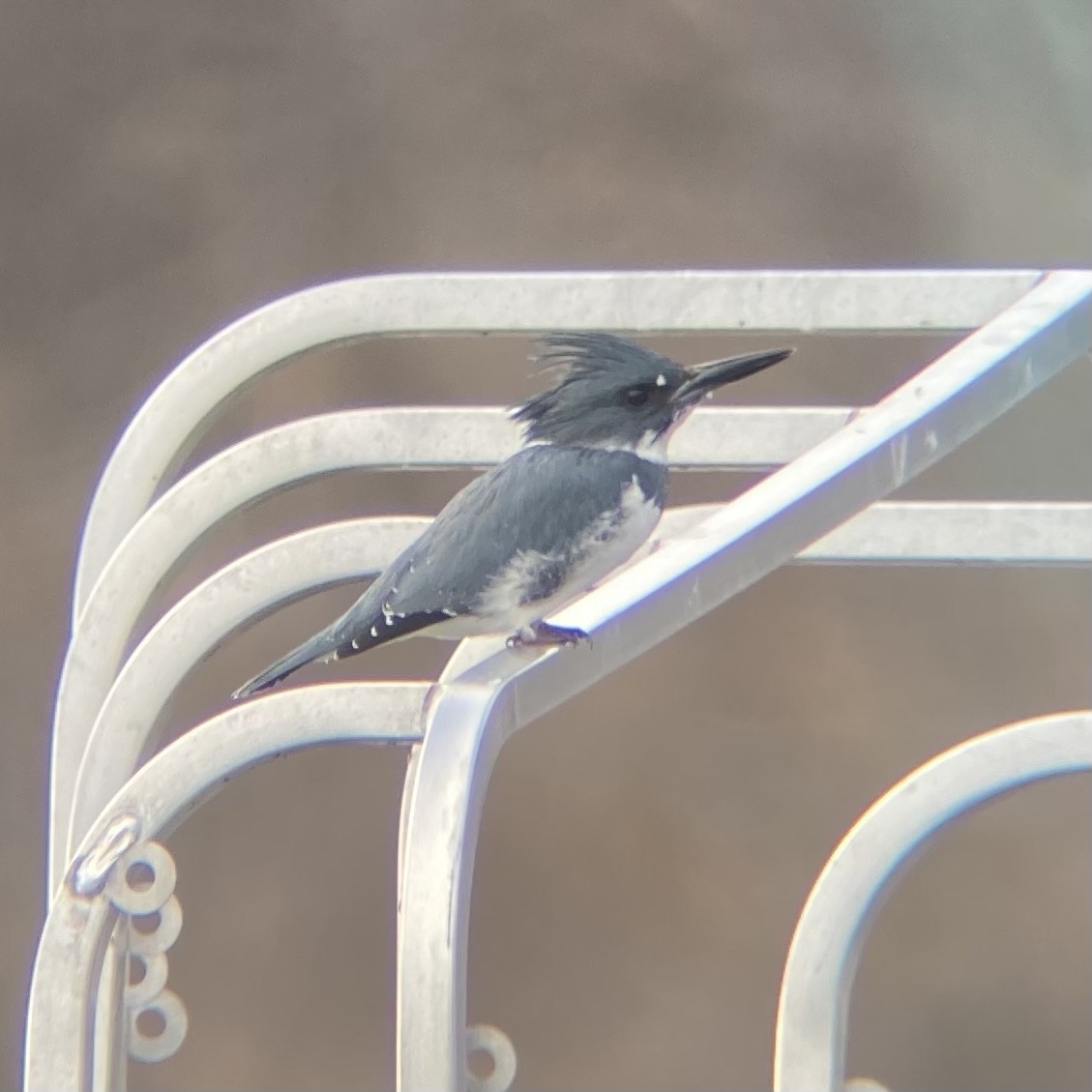 Belted Kingfisher - ML546783611