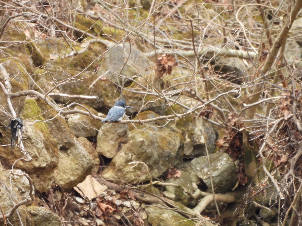 Belted Kingfisher - ML546783851
