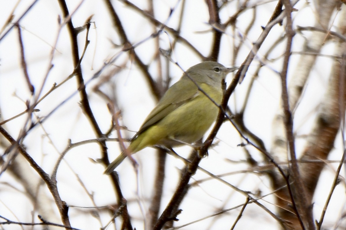 Orange-crowned Warbler - Christopher Veale