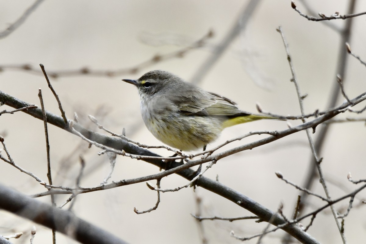 Palm Warbler - Christopher Veale