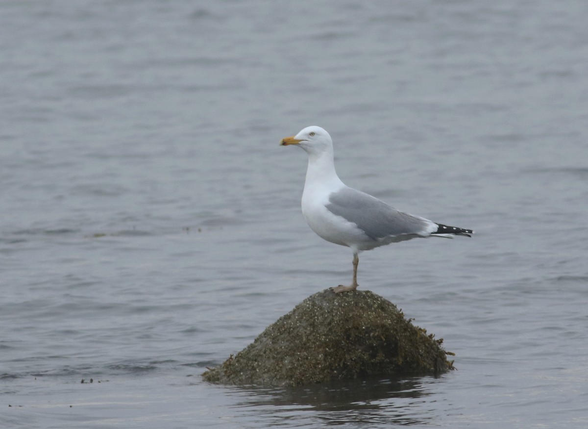 Gaviota Argéntea (americana) - ML546786141