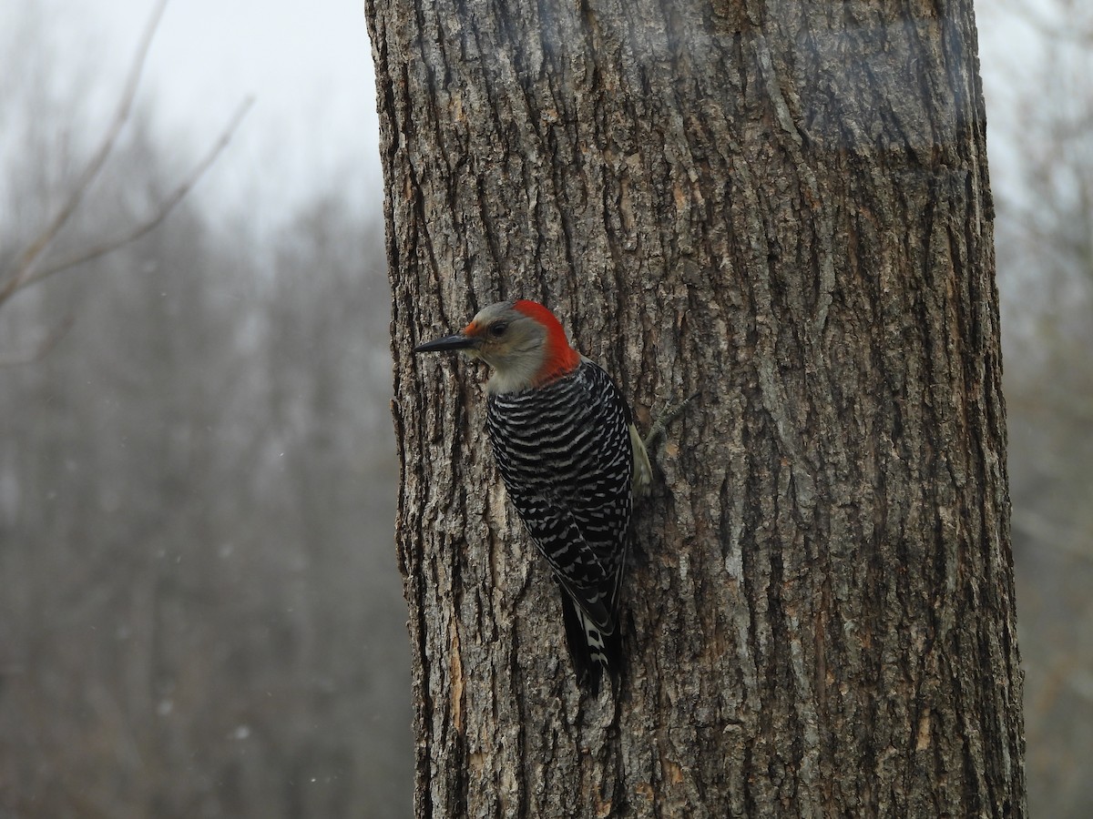 Red-bellied Woodpecker - ML546786951