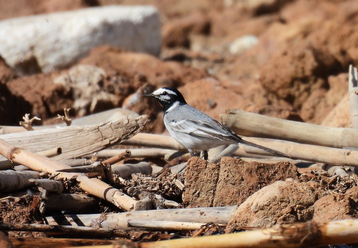 White Wagtail (Moroccan) - Toby Phelps