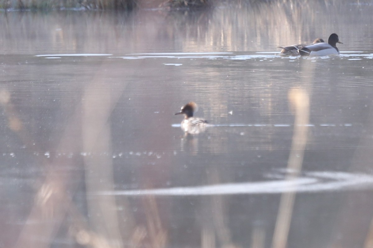 Common Merganser - ML546787371