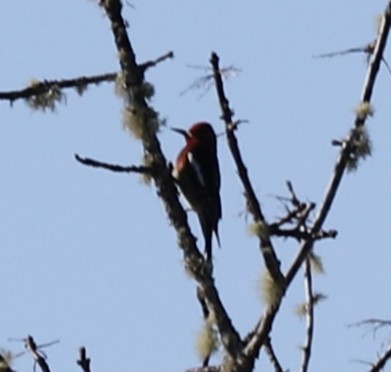 Red-breasted Sapsucker - ML546787501