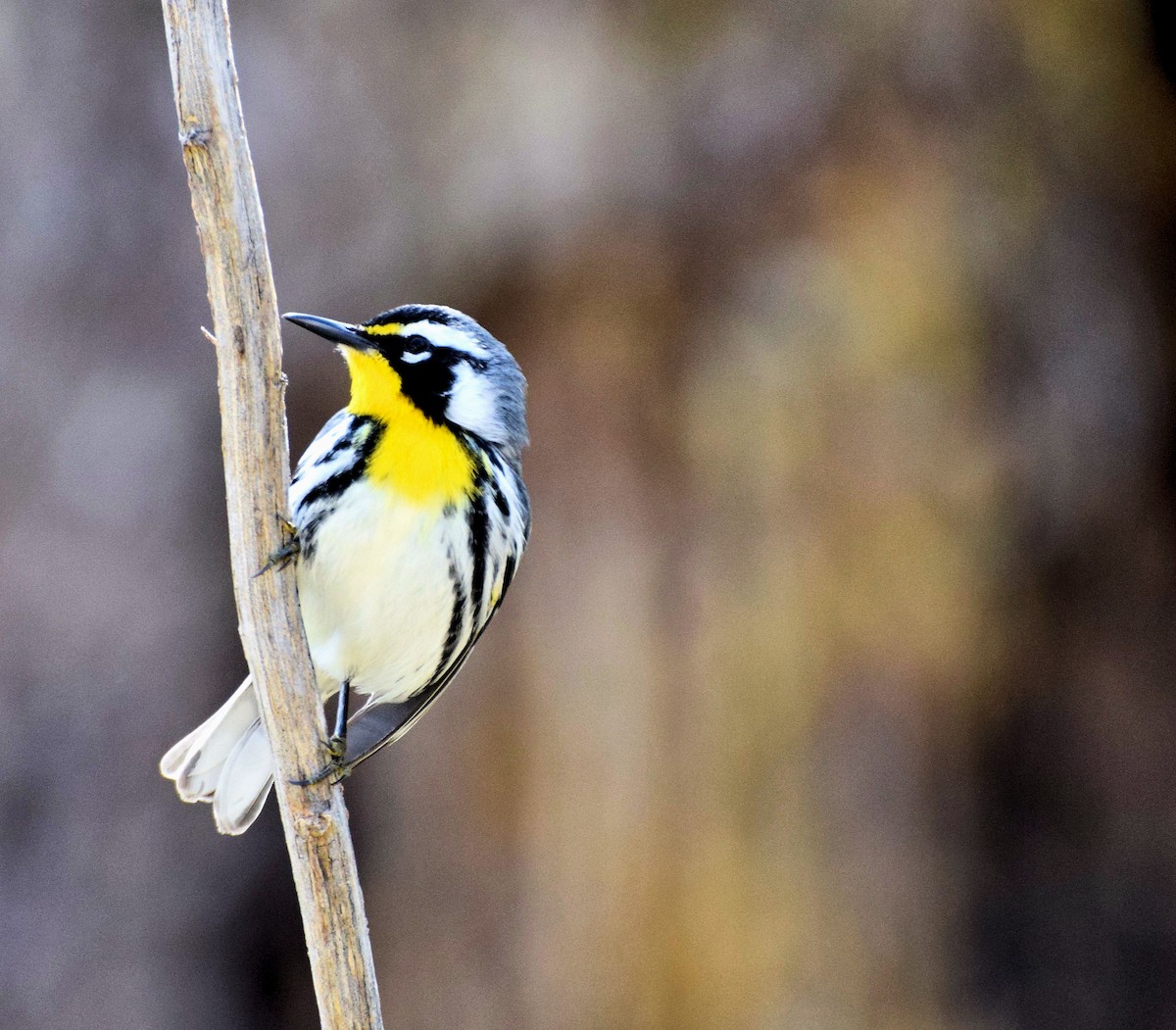 Paruline à gorge jaune - ML546787751