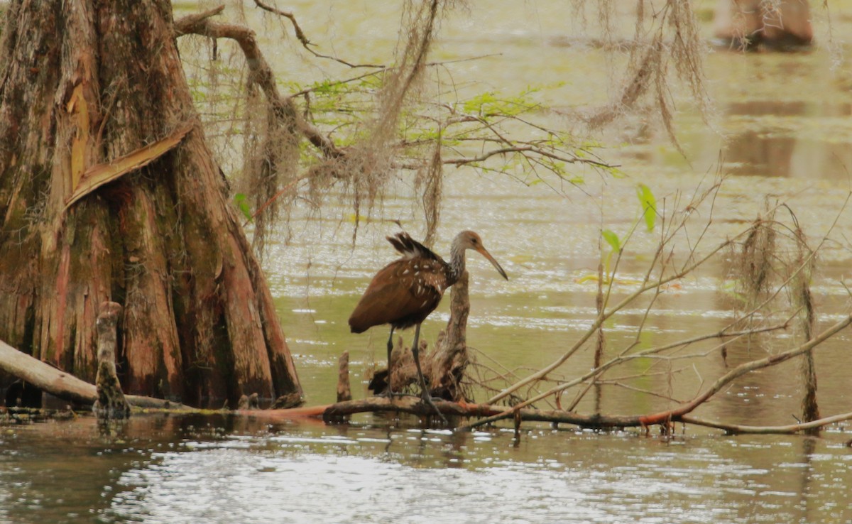 Limpkin (Speckled) - ML546788361