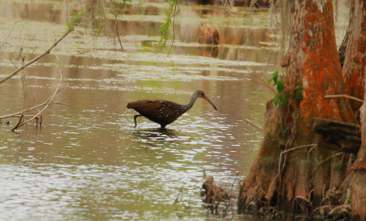 Limpkin (Speckled) - ML546788421