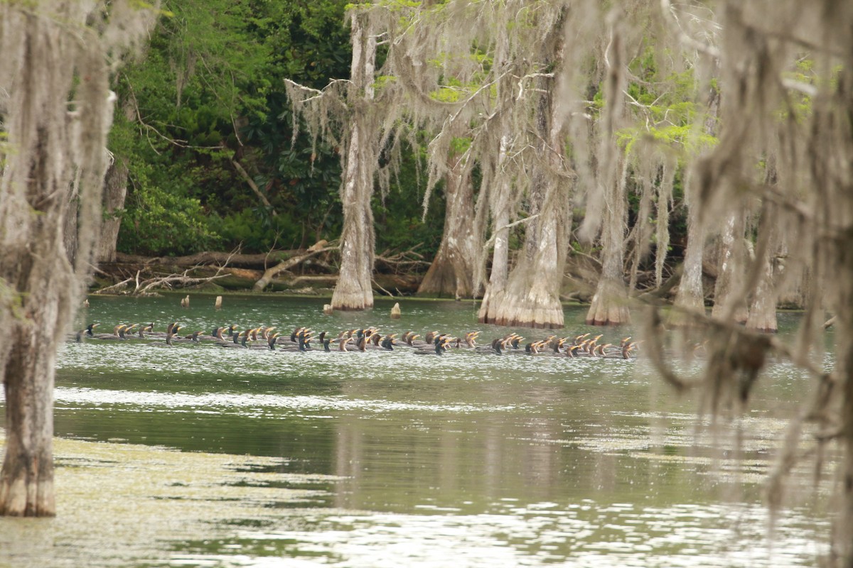 Double-crested Cormorant - ML546788541