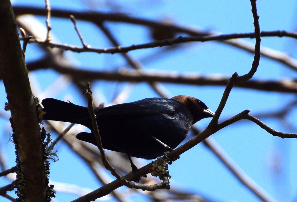 Brown-headed Cowbird - ML546788611