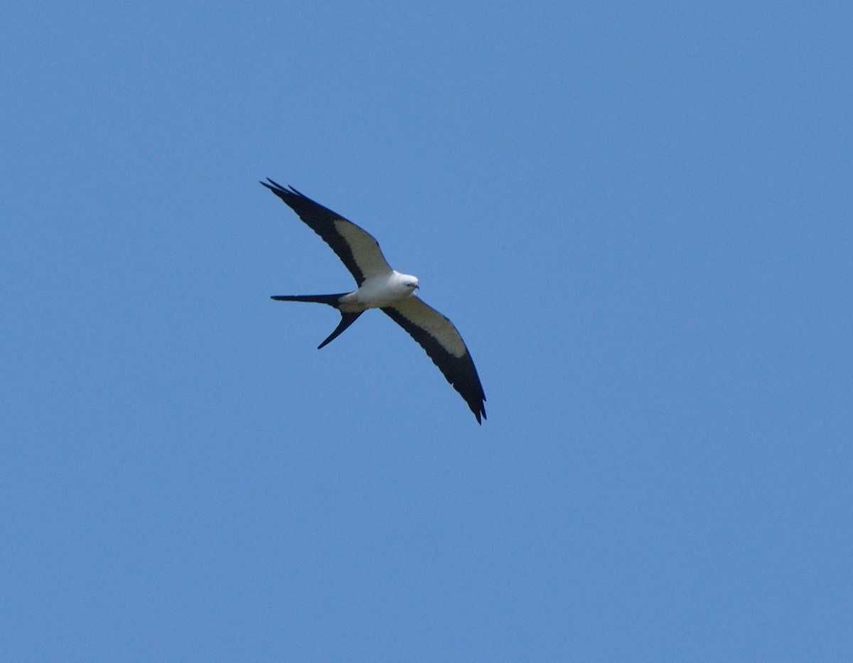 Swallow-tailed Kite - ML54679101