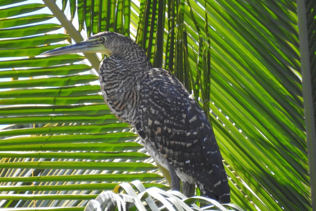 Bare-throated Tiger-Heron - Dan Belter