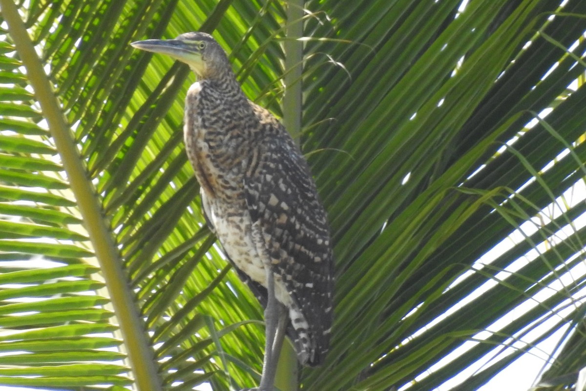 Bare-throated Tiger-Heron - ML546791081