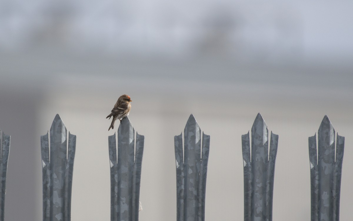 Lesser Redpoll - ML546791111