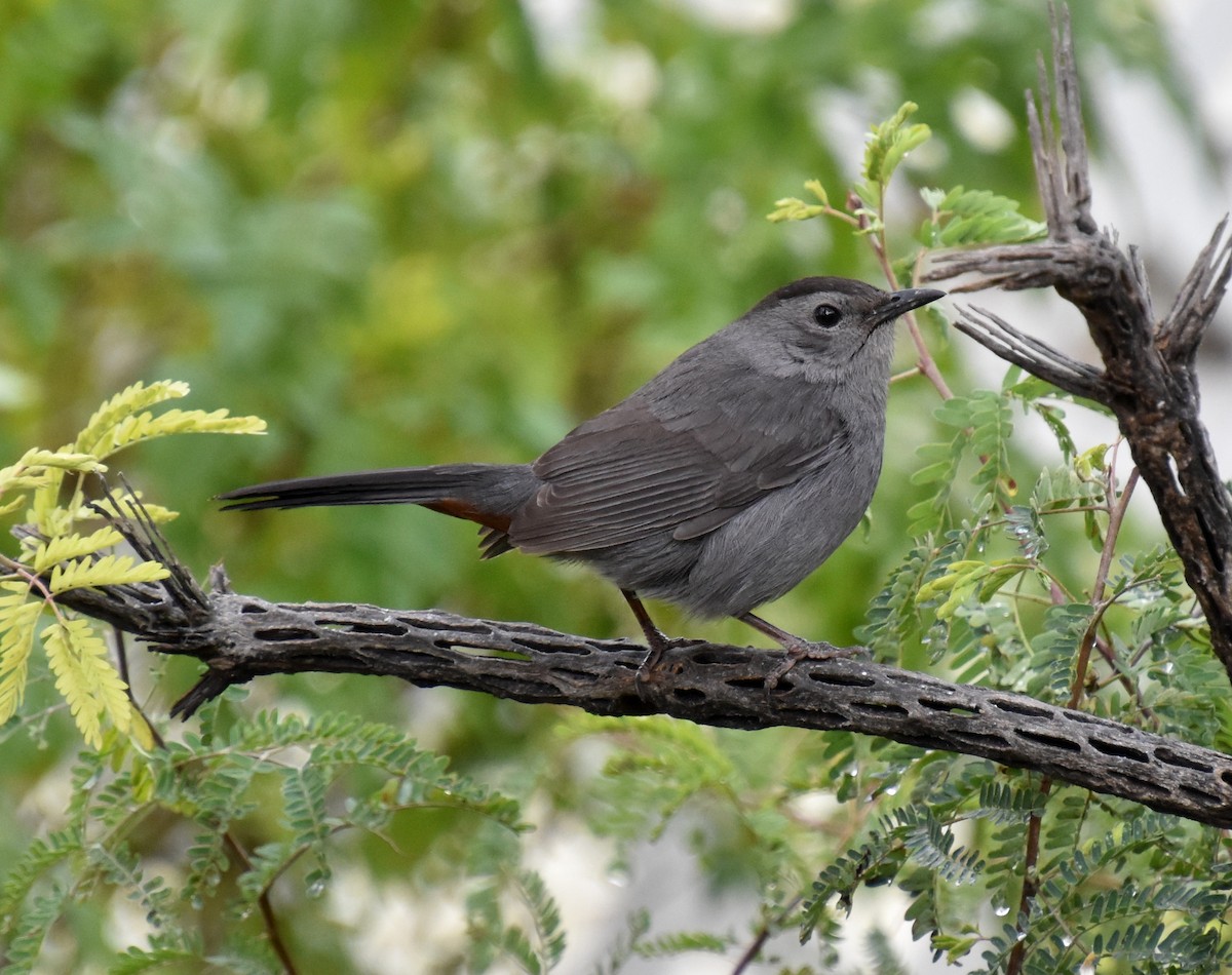 Gray Catbird - valerie boman