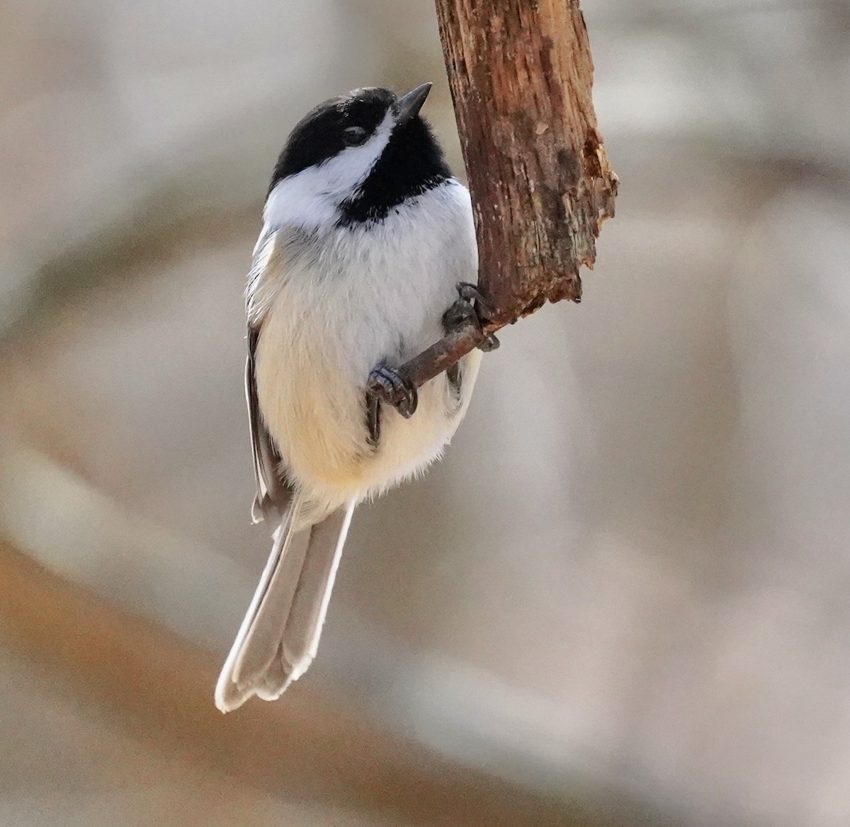 Black-capped Chickadee - ML546792171