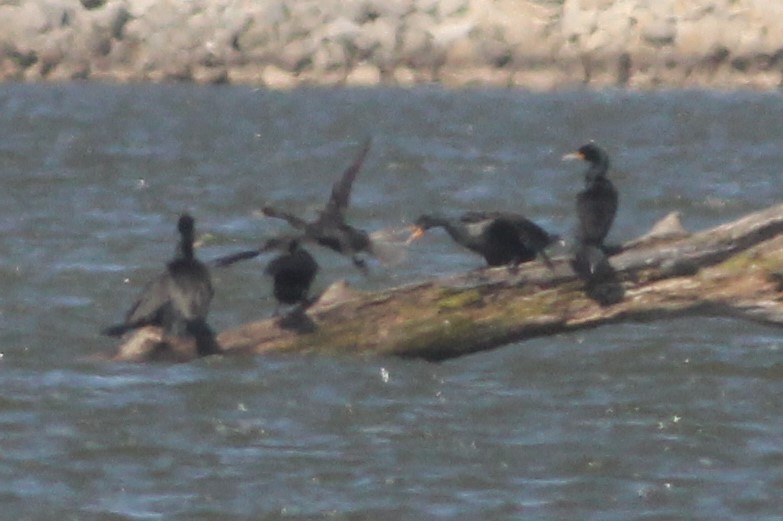 Neotropic Cormorant - ML546792601